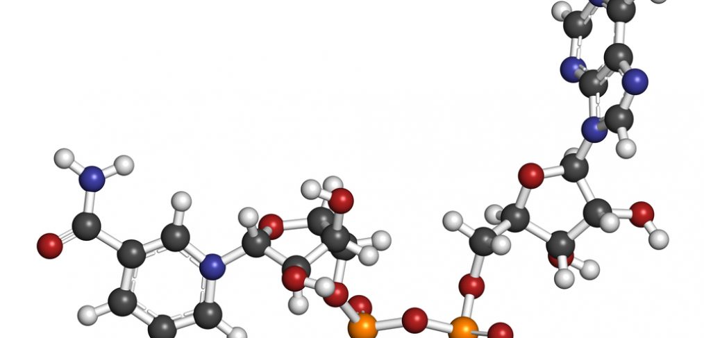 Sirtuin structure