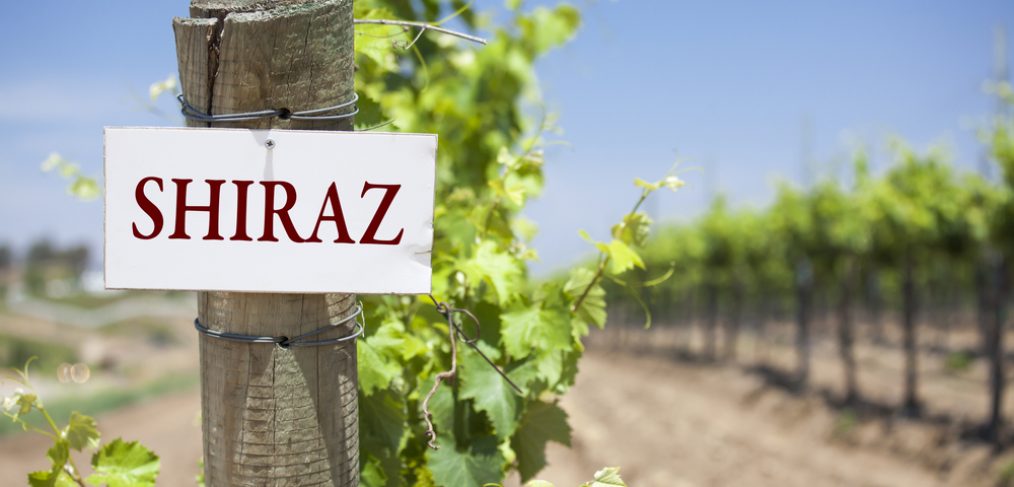 The Shiraz sign on a post in a vineyard.