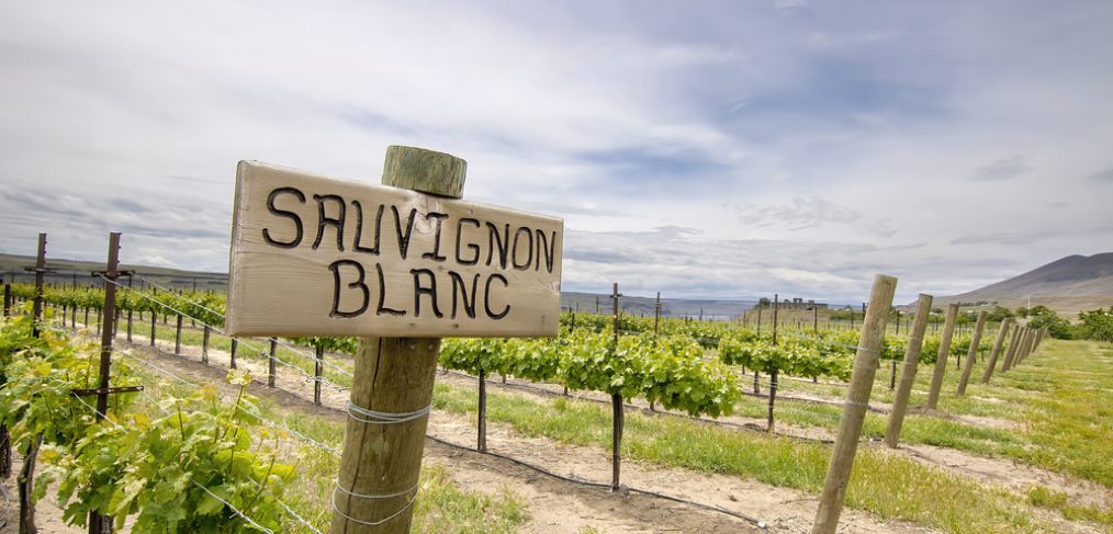 Sauvignon Blanc grapes being grown in a vineyard.