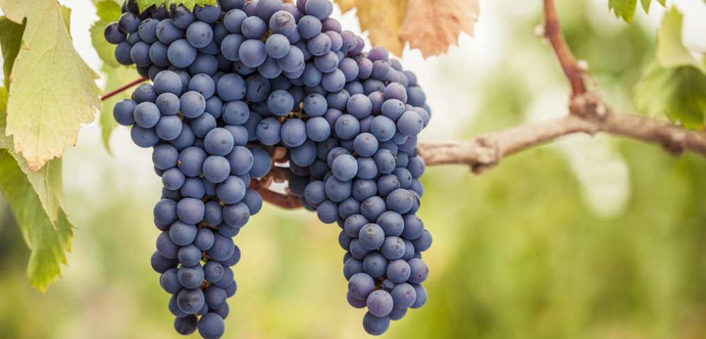 Purple grapes in a vineyard