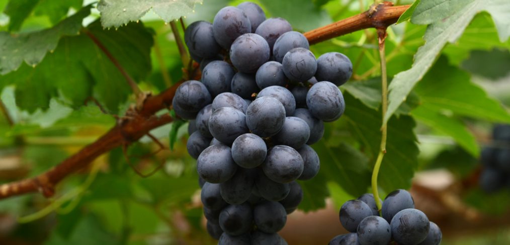 Grapes in a vineyard