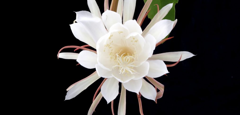 Night blooming cereus